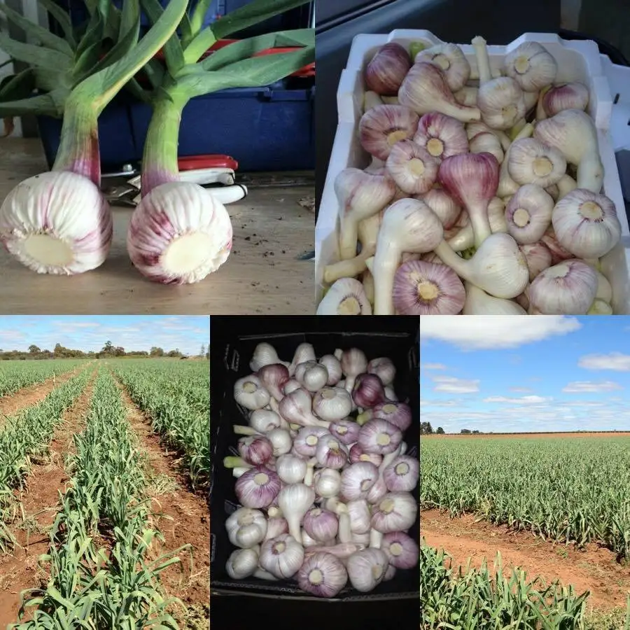 purple fresh garlic/alho/Ail/ajo