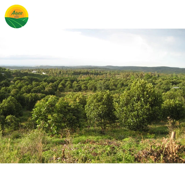 SWEET - HIGH QUALITY AVOCADO FOR EATING