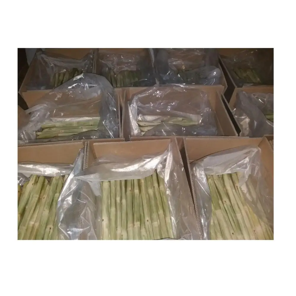 Viet nam frozen sugar cane +84 845 639 639