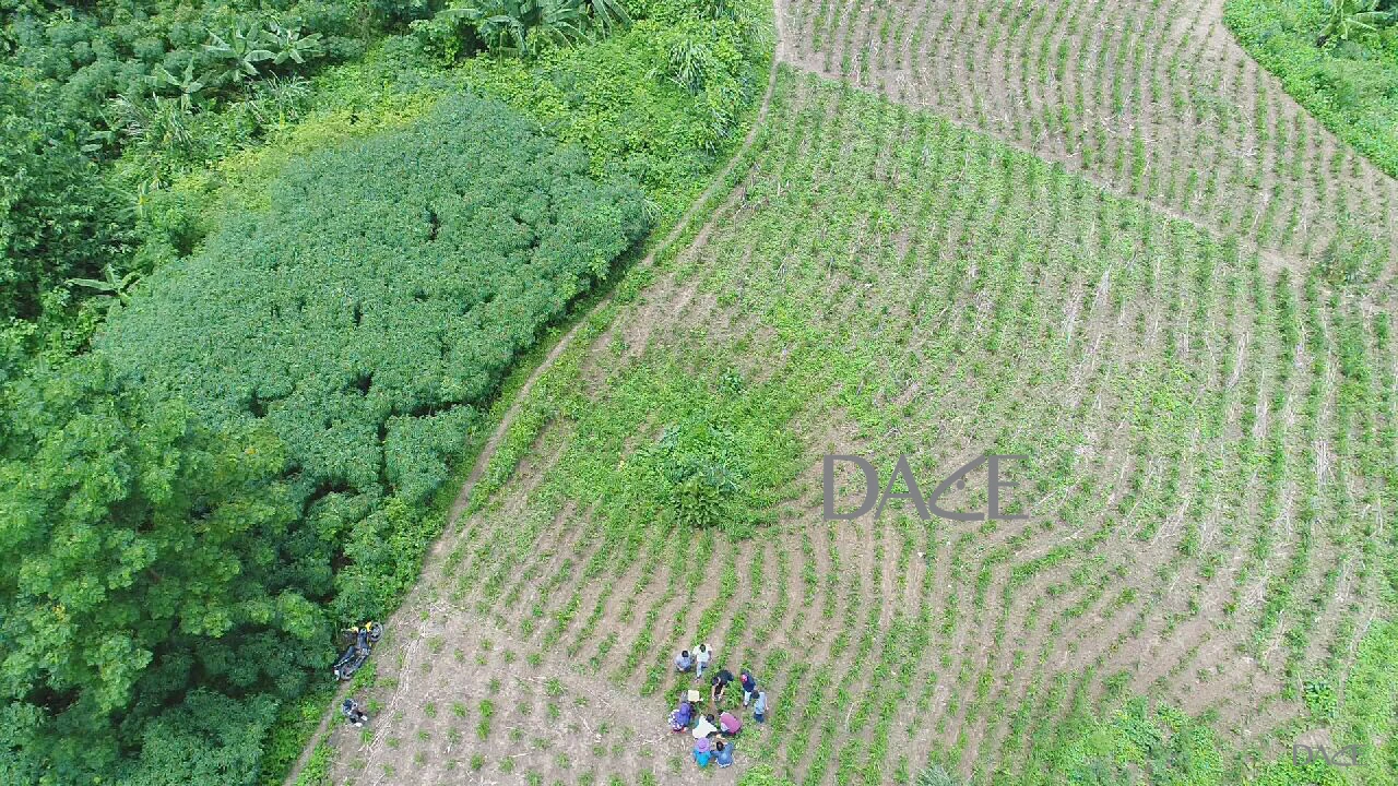 HIGH QUALITY VIETNAM ORGANIC FRESH GINGER EXPORTING JAPANESE KOREAN EU MARKET