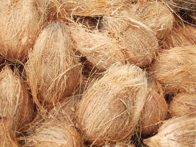 25 кокосовых орехов для продажи