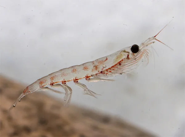 
Triple Defense Premium Krill Oil 