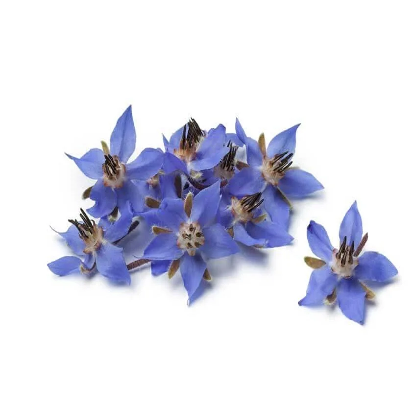 Borage Carrier Oil Bulk Export From China at Best Price 100% Pure And Natural Organic Carrier and Base Oil Supply