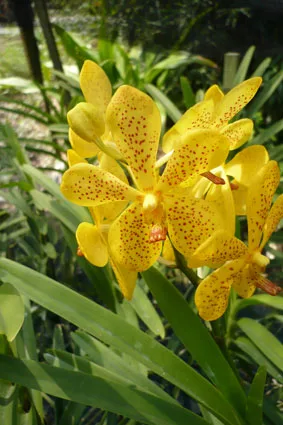
Wholesale Yellow Mokara Thai Orchid Cut Flower, Fresh from farm @ Best price try us!! 