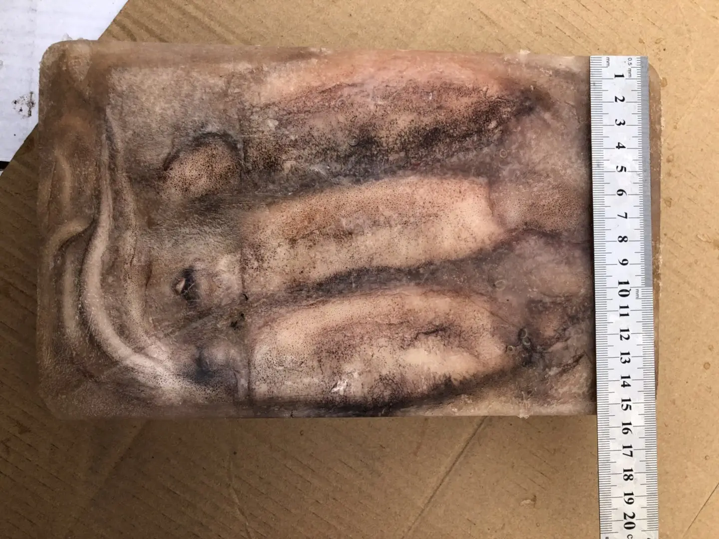 Block frozen illex squid whole round