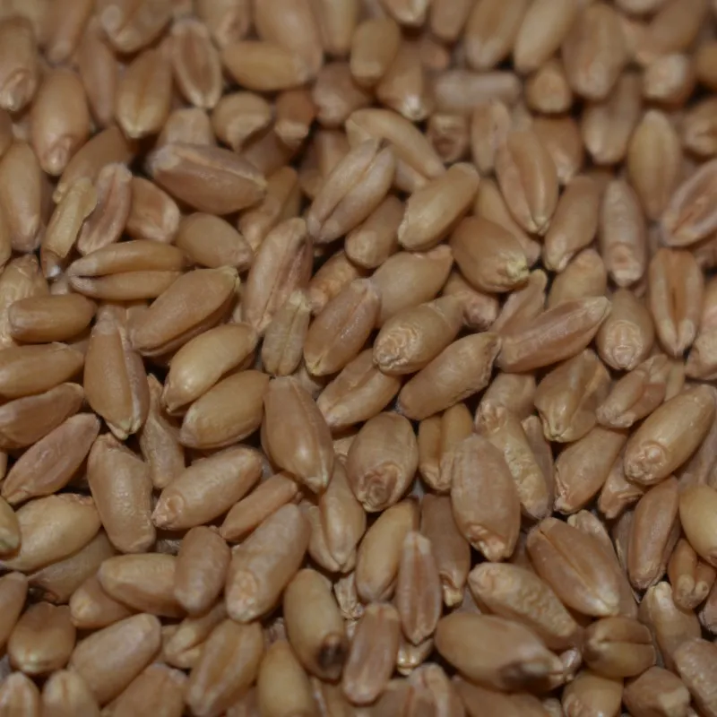 Indian First Quality Milling Wheat High Quality