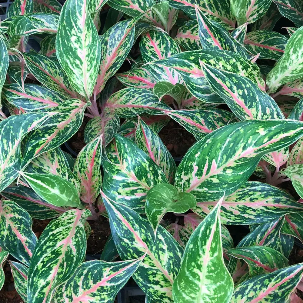  Оптовая продажа Aglaonema горшок растения в Таиланде @ Лучшая цена попробуйте