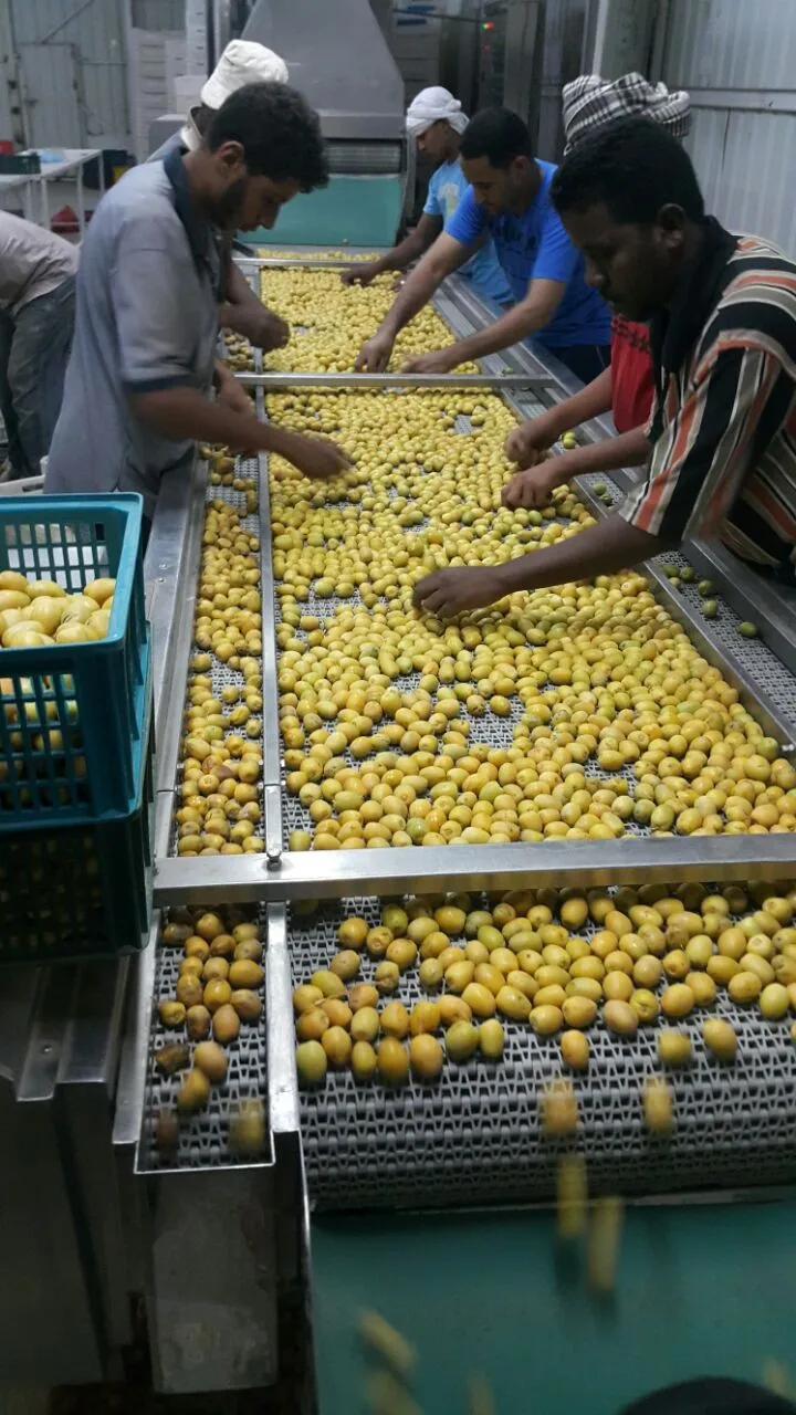 
Seasons/Availability of brahi dates is in Summer season 