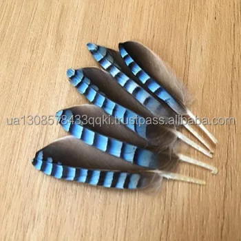 Eurasian Jay feathers / Blue Jay Feathers