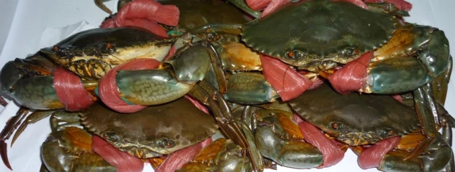 
LIVE MUD CRAB, LIVE CRAB 