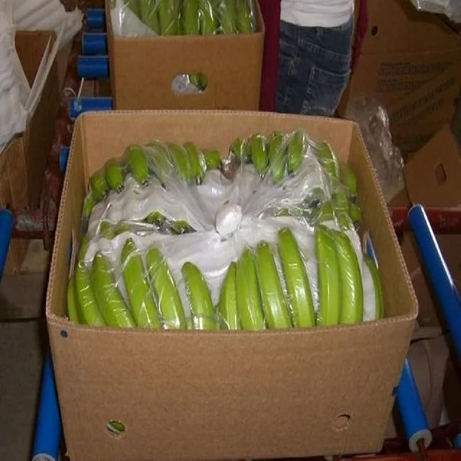 green cavendish bananas