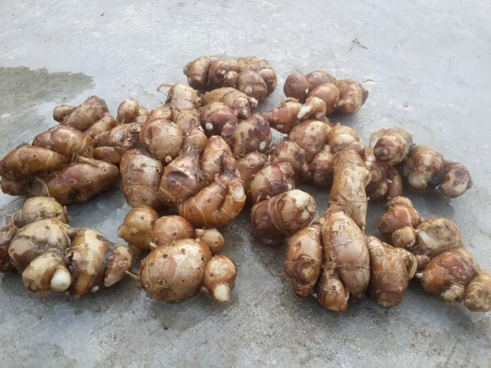 Fresh SAND GINGER top quality, contact +84984418844 w