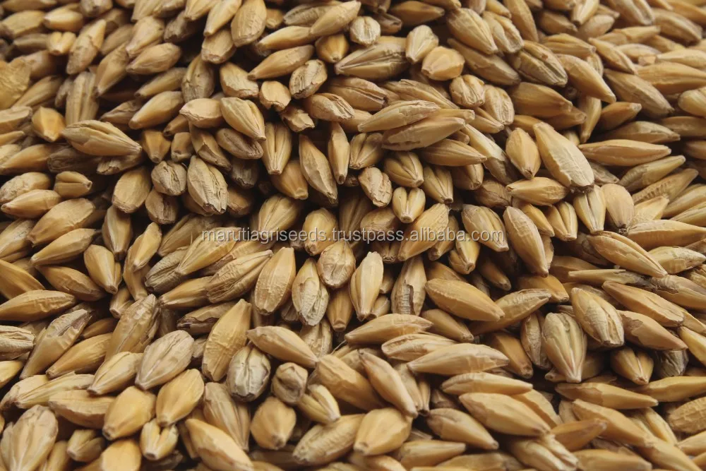 Exporter Of Barley Seeds For Seychelles