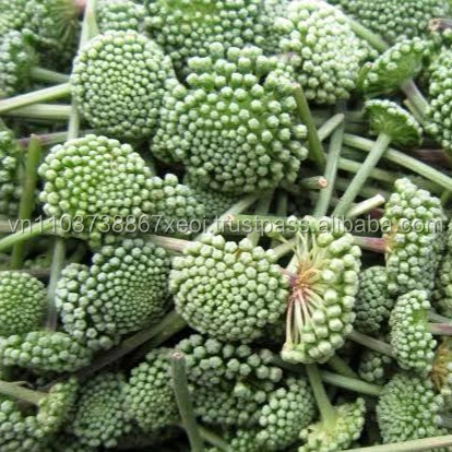 Panax Ginseng Flower/ Panax pseudoginseng Nees