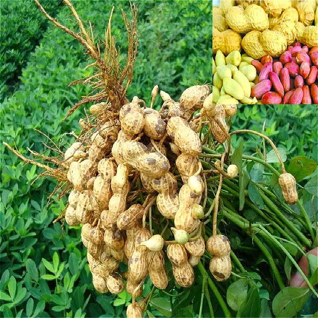 High Quality Export Dried Peanuts (Cell phone: +84-845-639-639 (Whatsapp))