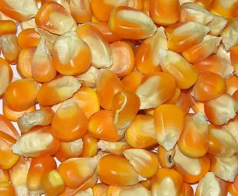 Sangli Origin New Crop Yellow Maize