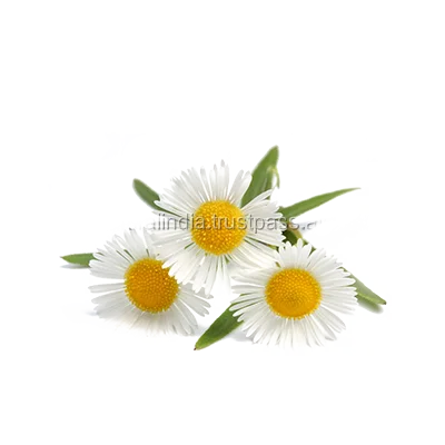 Chamomile German Blue Essential Oil