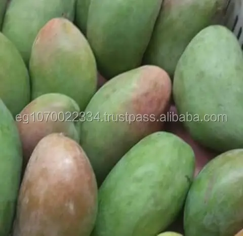 fresh mango fruit ready to export to morocco