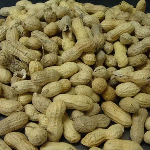 High Quality Export Dried Peanuts (Cell phone: +84-845-639-639 (Whatsapp))