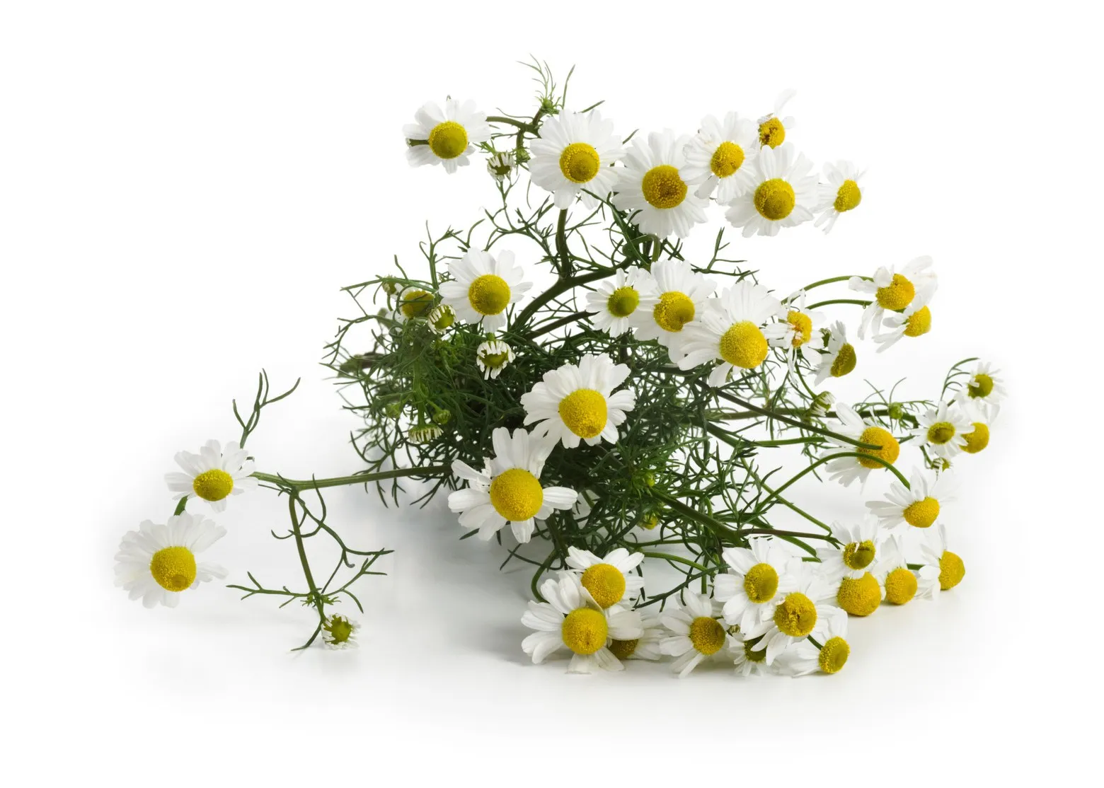 Ромашка ромашек гидрозол, глобальные экспортеры