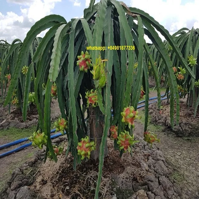  Свежие фрукты дракона желтого свежие красного