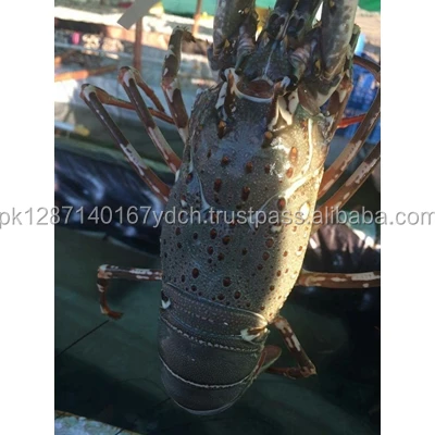 Frozen Fresh Live Green Lobster - Alive Green Bamboo Lobster For Hong Kong - Malaysia - Thailand - China