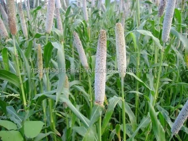 
Good Quality Of Bajara Seeds For St. Maarten 