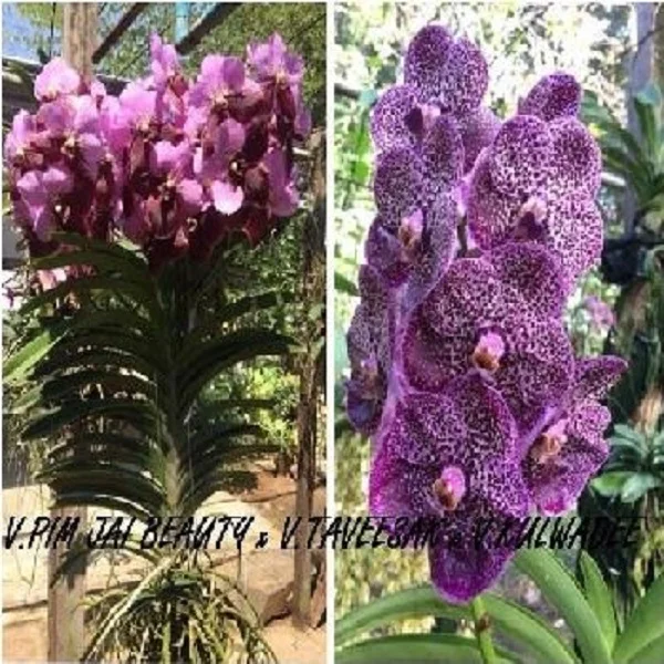 
V.PIM JAI BEAUTY x V.TAVEESAK x V.KULWADEE 40 plants per flask 