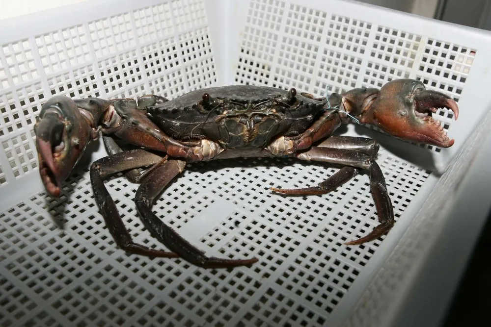 
LIVE MUD CRAB, LIVE CRAB 