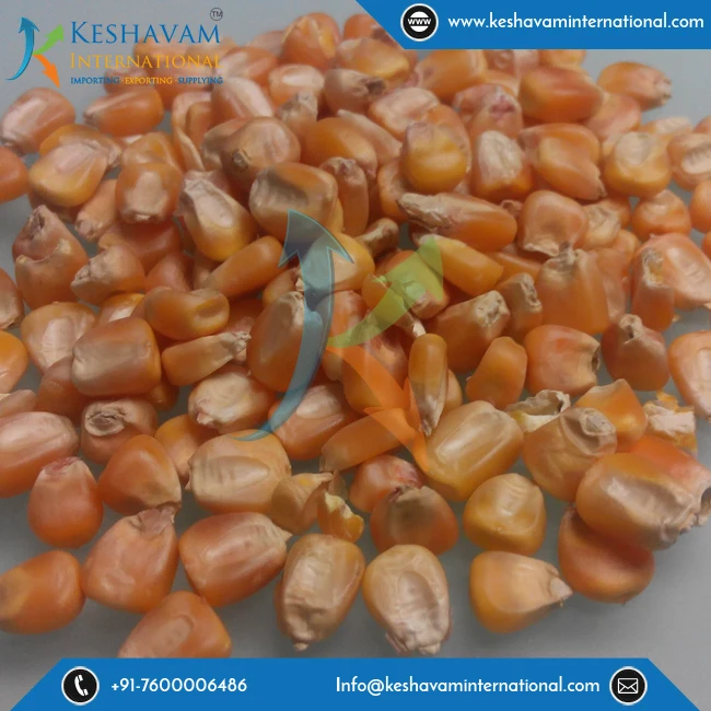 Dried and Sweet Yellow Maize/Corn for Bulk Supply