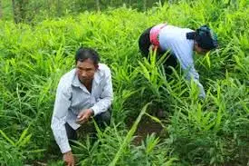 
VIETNAM FRESH GINGER 