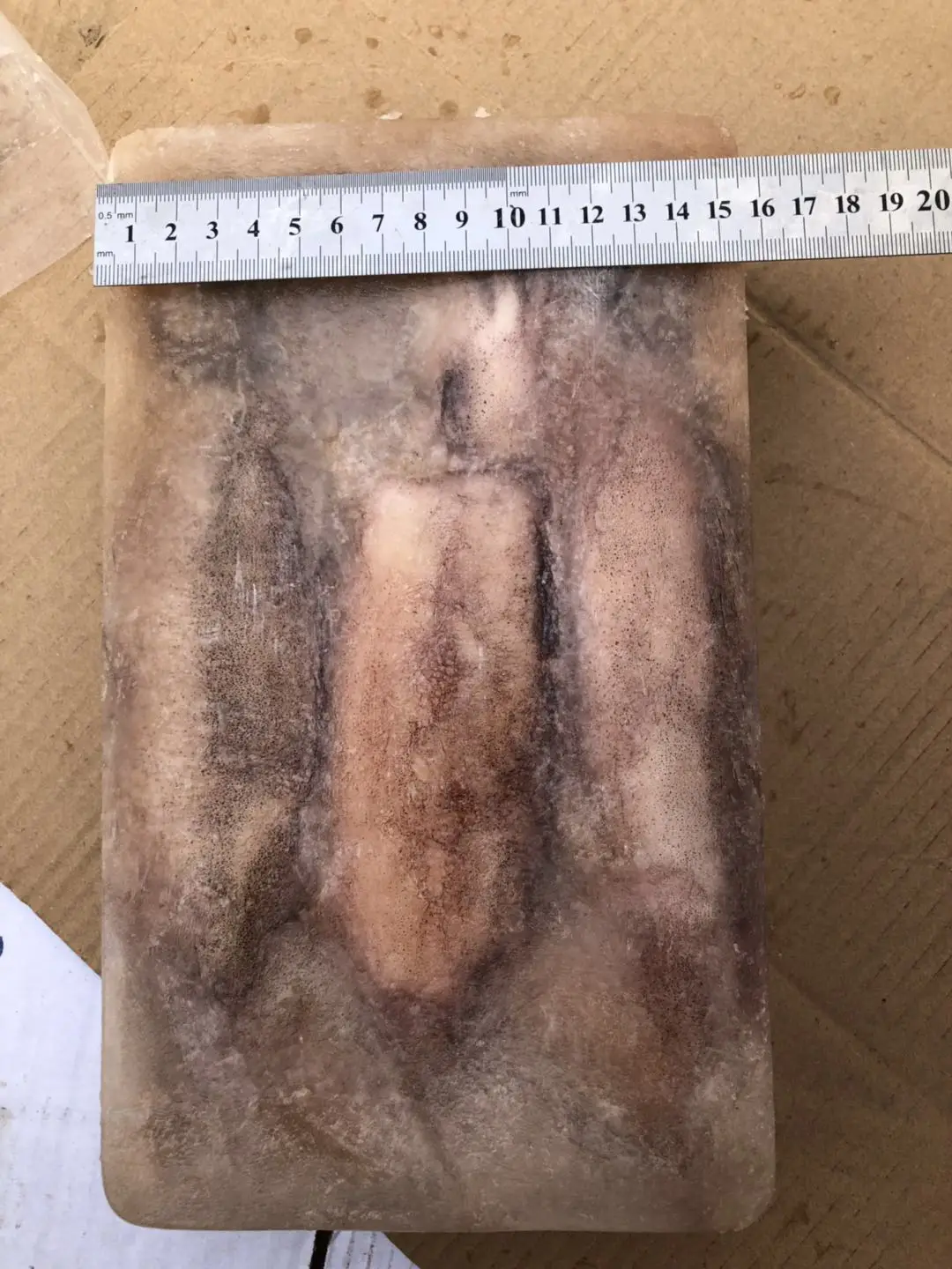 Block frozen illex squid whole round