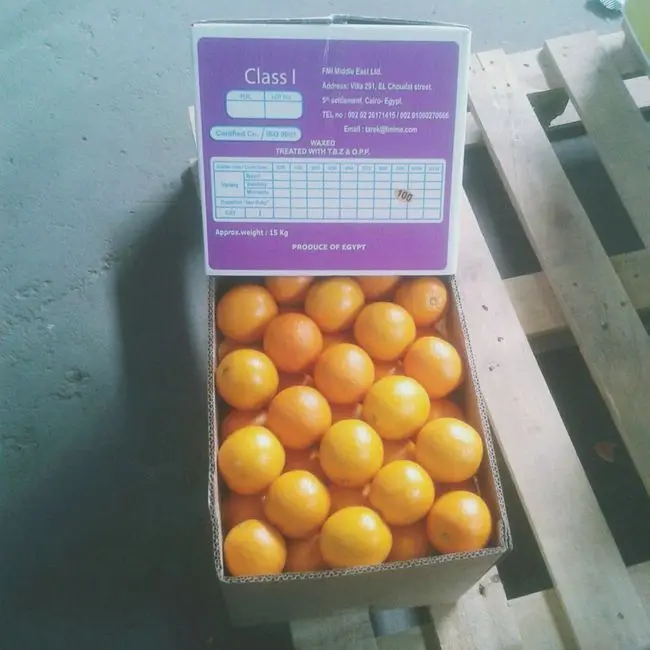 Bulk Cheap Fresh Orange