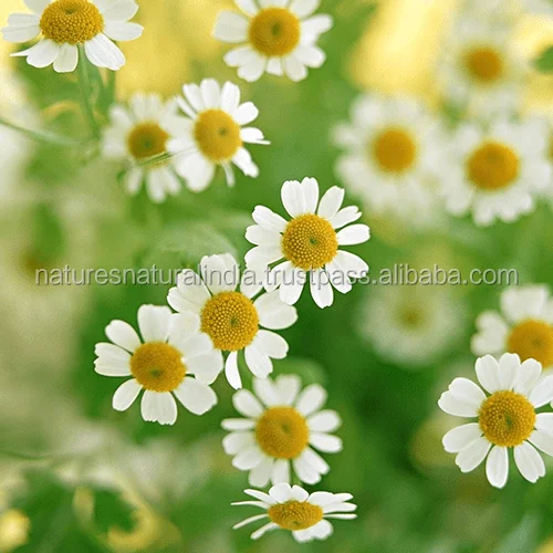 Chamomile German Blue Essential Oil
