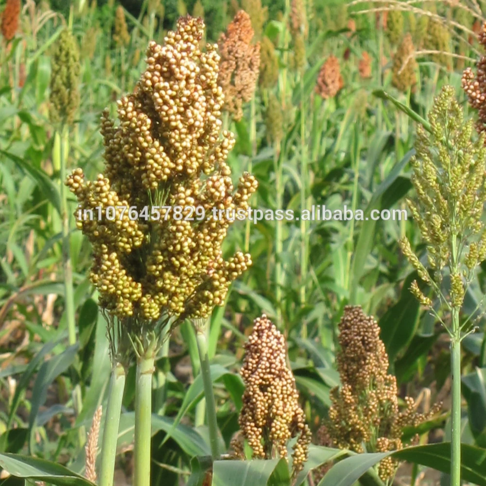 
Only price of that sorghum seeds for Malaysia 