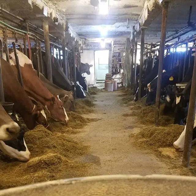 Milking Cow Feed