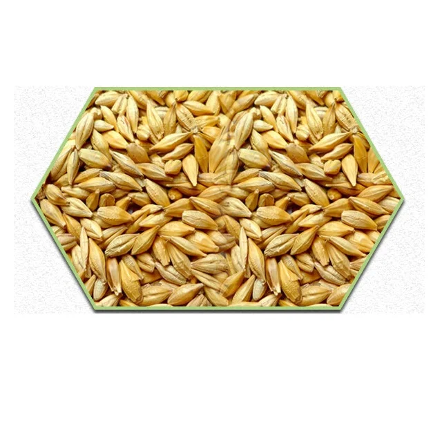 Новый Порошок Сушеного ячменного солода Премиум-качества для различных отраслей