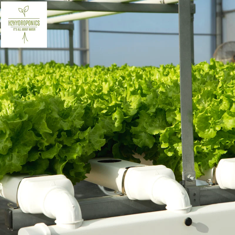 Professional Aquaponics Hydroponics and Aeroponics Systems for Agriculture Farming