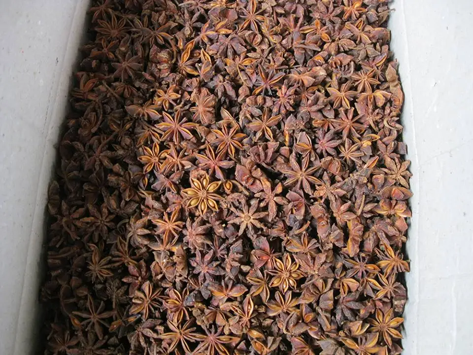 STRONG FLAVOR SPICY STAR ANISE cheap price Spices high quality Viet Nam origin