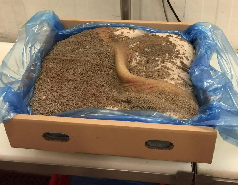 FROZEN BEEF GREEN TRIPES