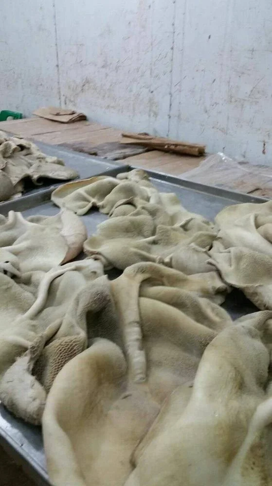 For Sell Beef Tripe Beef Green Tripe from Pakistan