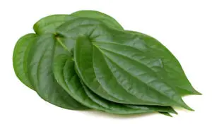 
Fresh Betel Leaves Available... 