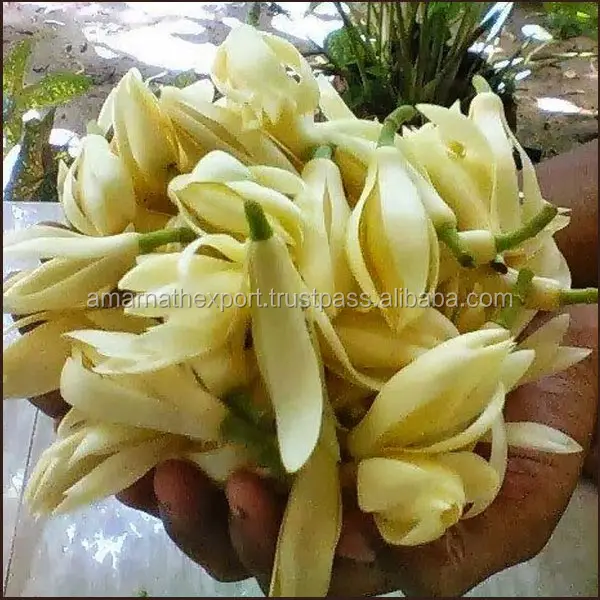 Manufacturer of Champaca Absolute Oil for Private Labeling Bulk Wholesaler of Champaca Absolute Oil Premium Quality Top Grade