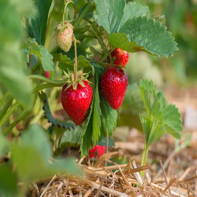 
Strawberry Plants 