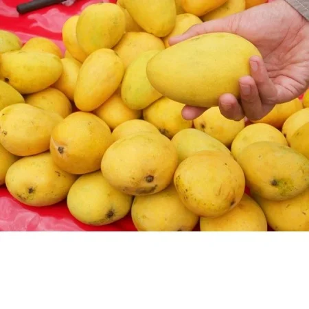 
Organic Fresh Mangos Available at wholesale prices 