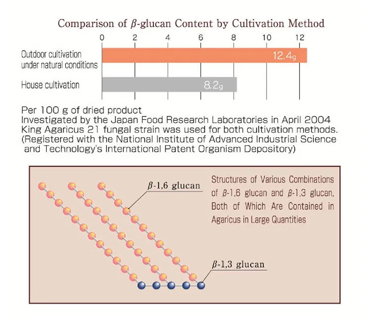 Natural Herbs Powder Supplement For People Searching Senna Laxative