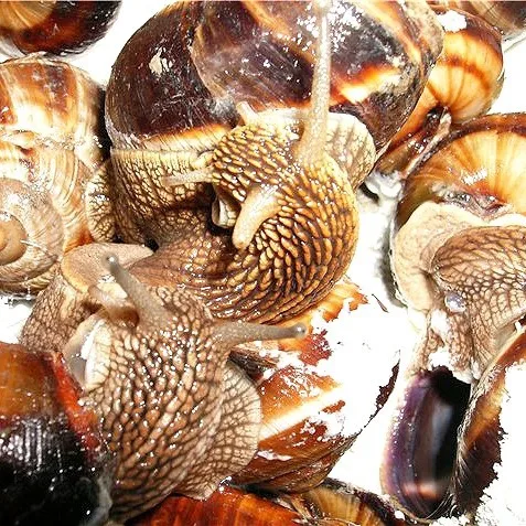Helix snails Aspersa Muller