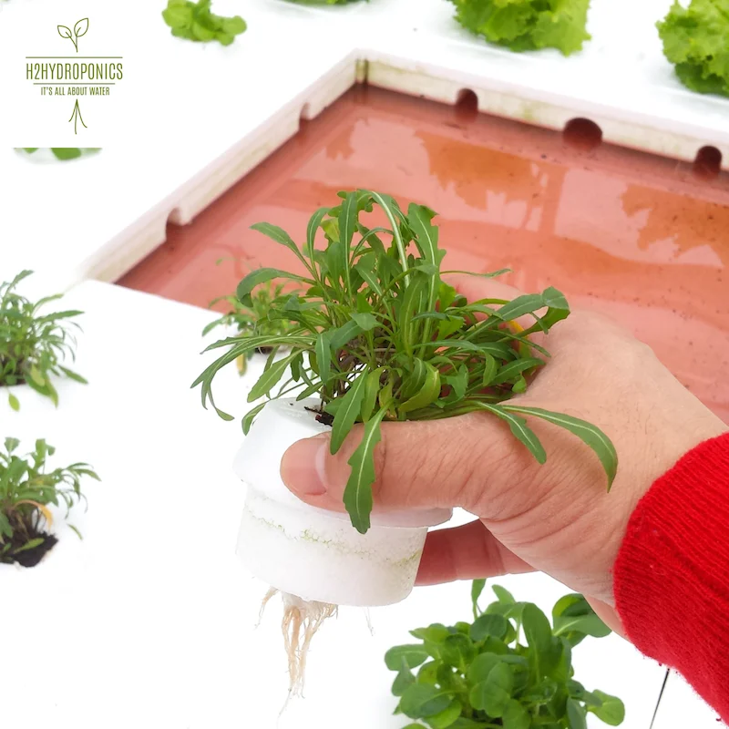 
Water saving technologies for hydroponics, aquaponics and aeroponics in greenhouse, vertical and urban farming 