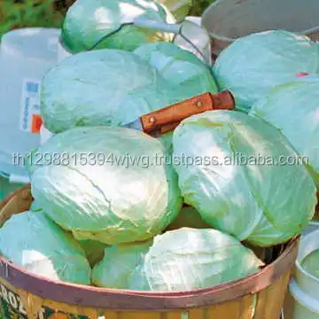 Fresh Chinese cabbage (Napa Cabbage)