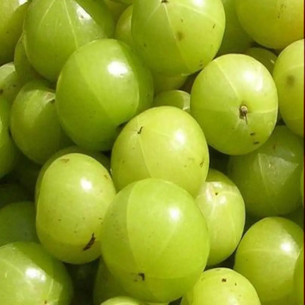 Свежий gooseberry